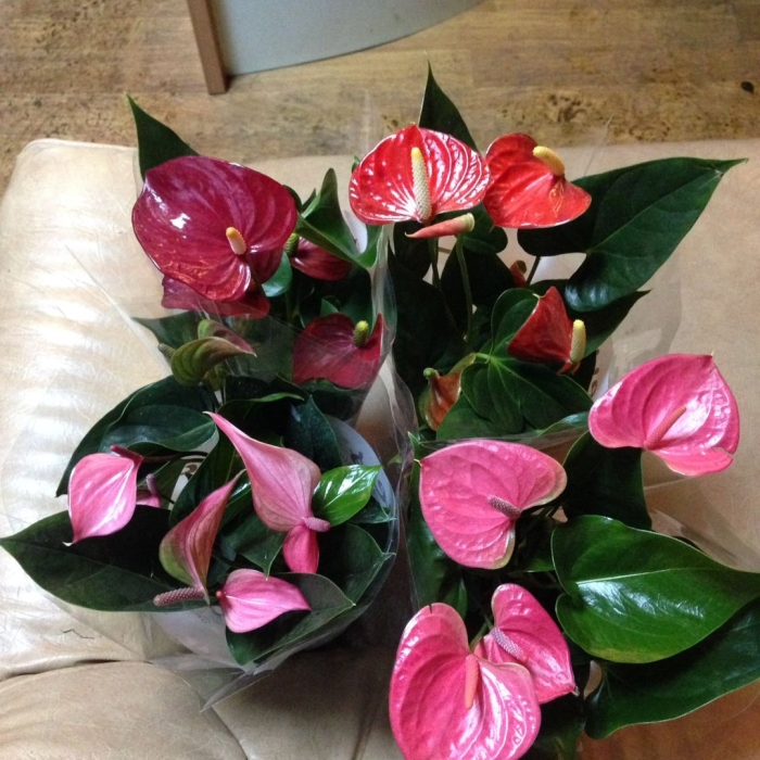 Антуриум андрианум