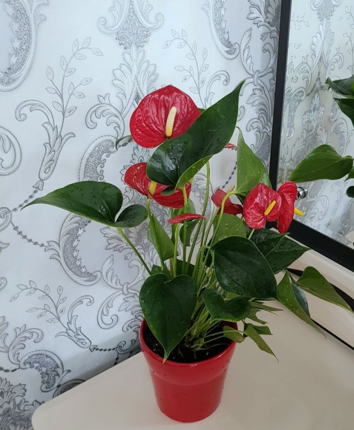 Антуриум red king