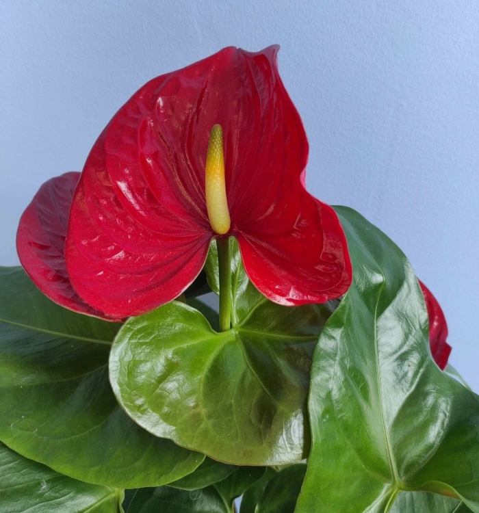 Антуриум андре гавайи