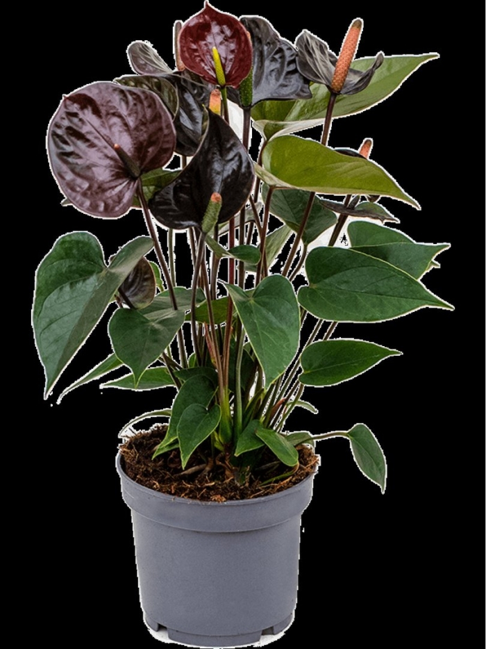 Антуриум андрианум блэк лав