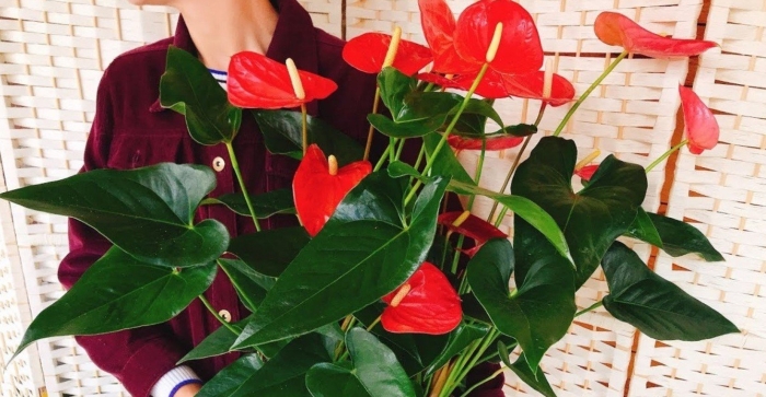 Антуриум андре (андрианум)