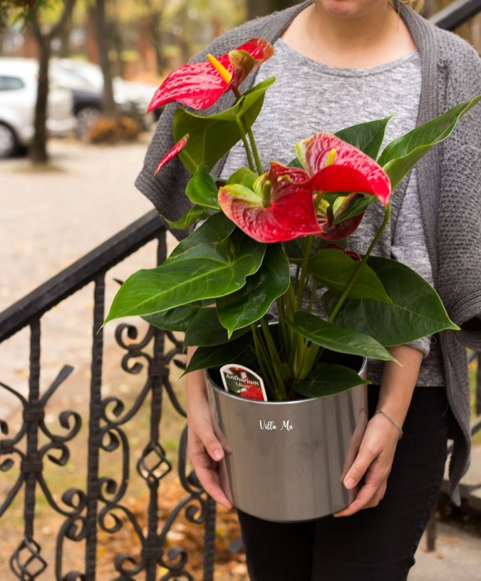 Антуриум андре розовый