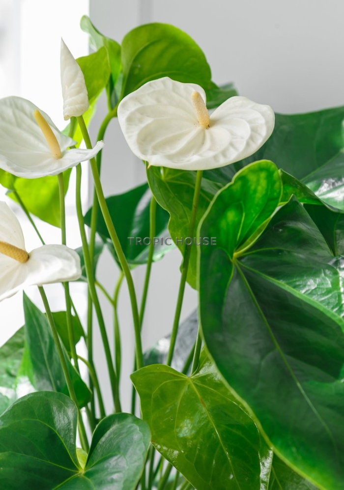 Антуриум цветок белый