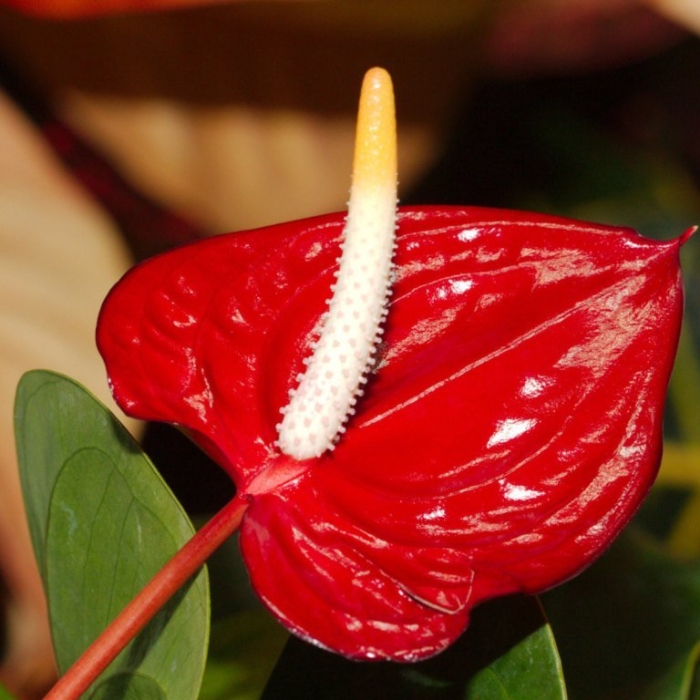 Красный антуриум цветок
