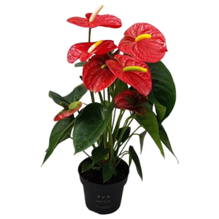 Цветок антуриум красный