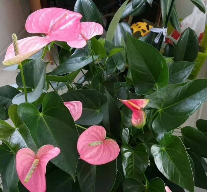 Антуриум arisa pink