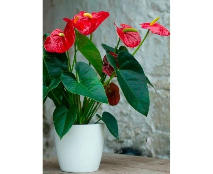 Антуриум джамбо ред