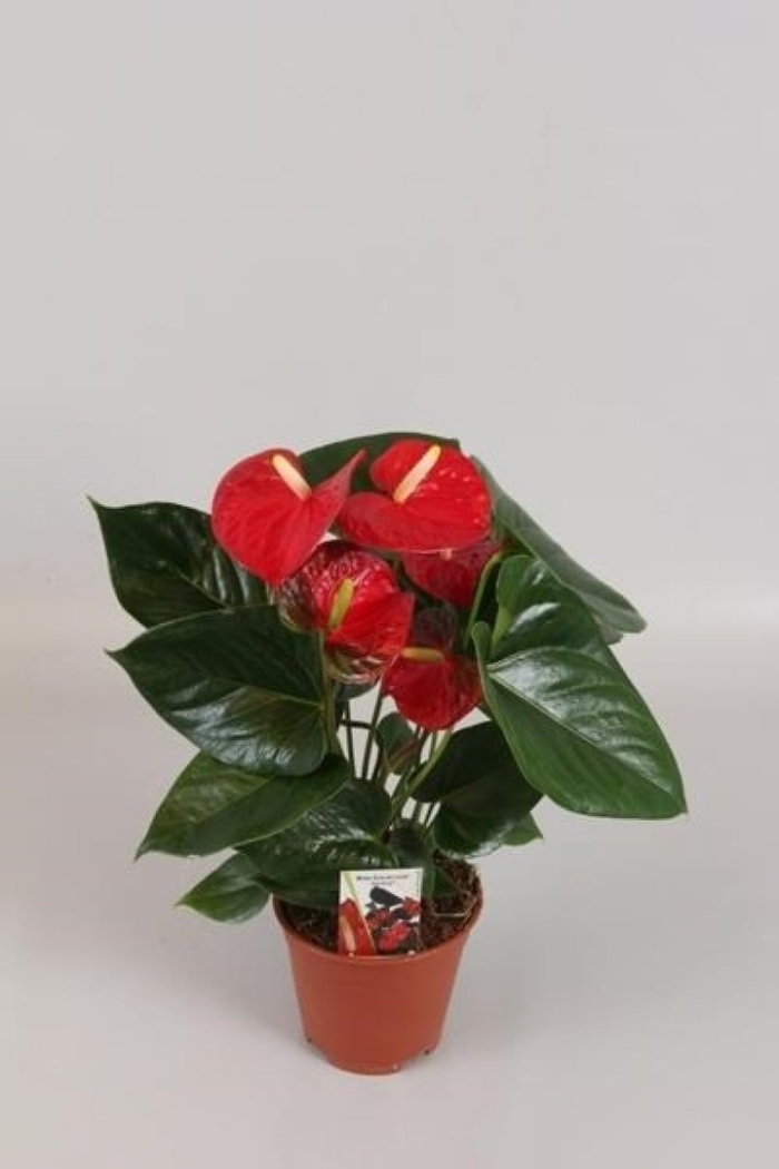 Цветок красный антуриум