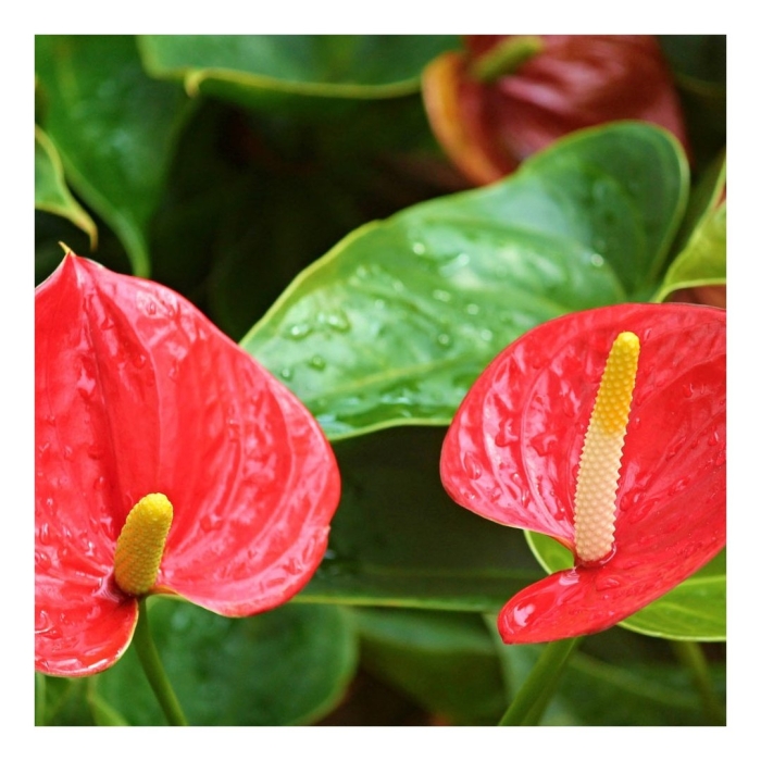 Красный антуриум цветок