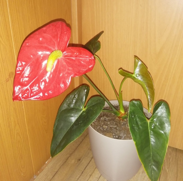 Цветок мужское счастье