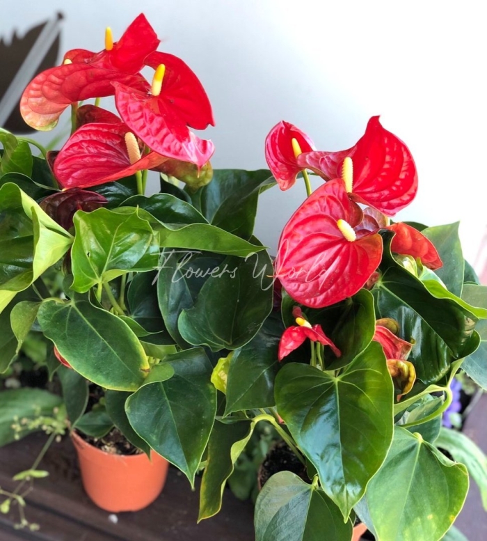 Антуриум туренза