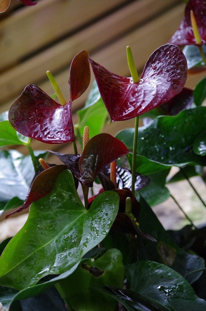 Антуриум giant chocolate
