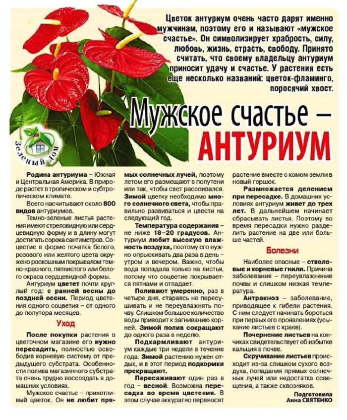 Антуриум мужское счастье и женское