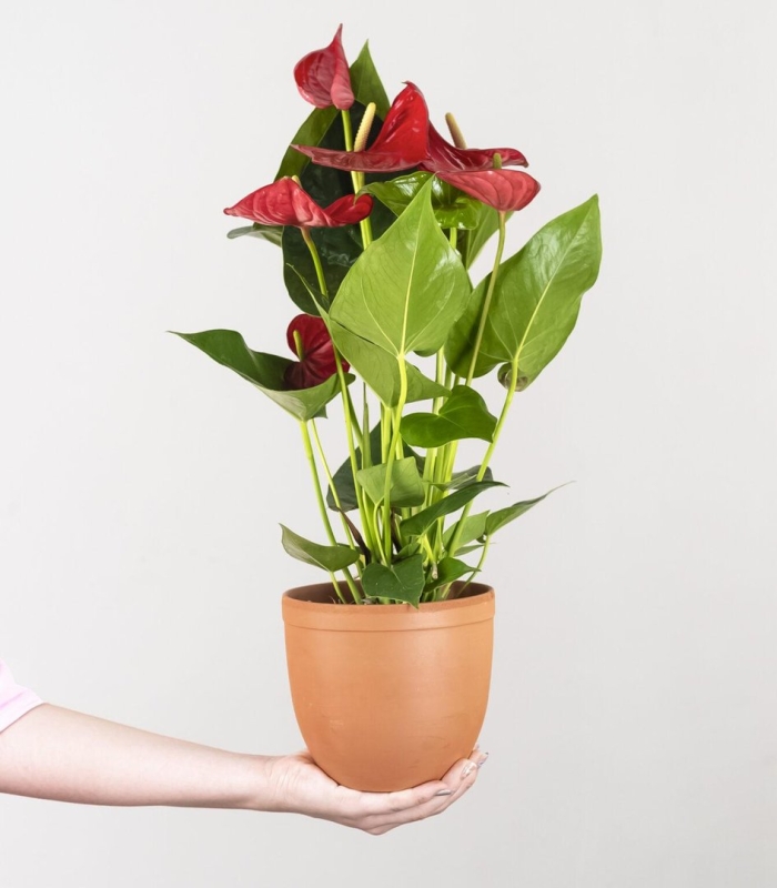 Антуриум даймонд ред