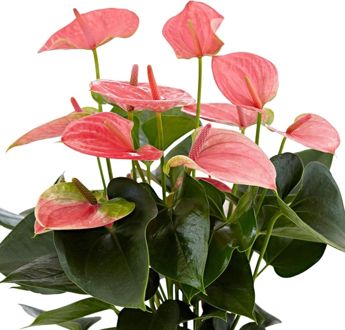 Антуриум arisa pink