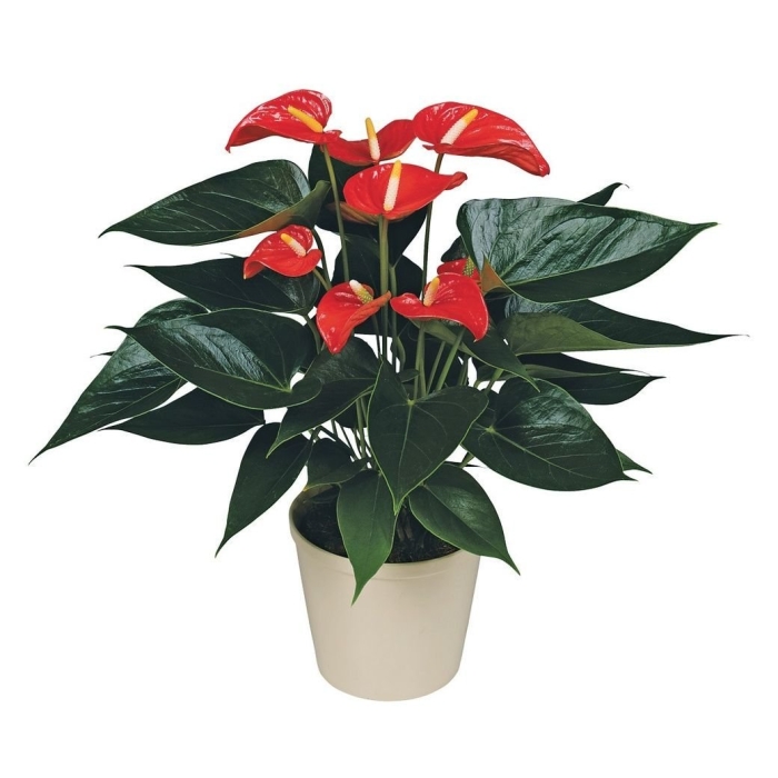 Антуриум андре