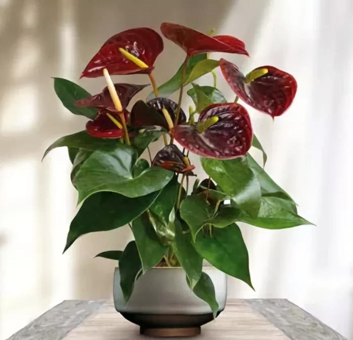 Антуриум отазу браун