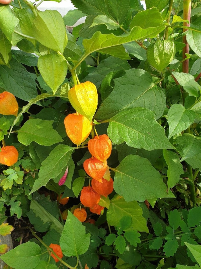 Растение физалис