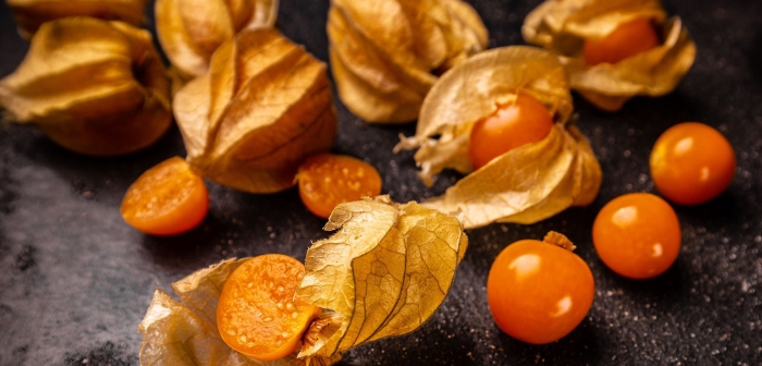 Физалис ягодный выращивание