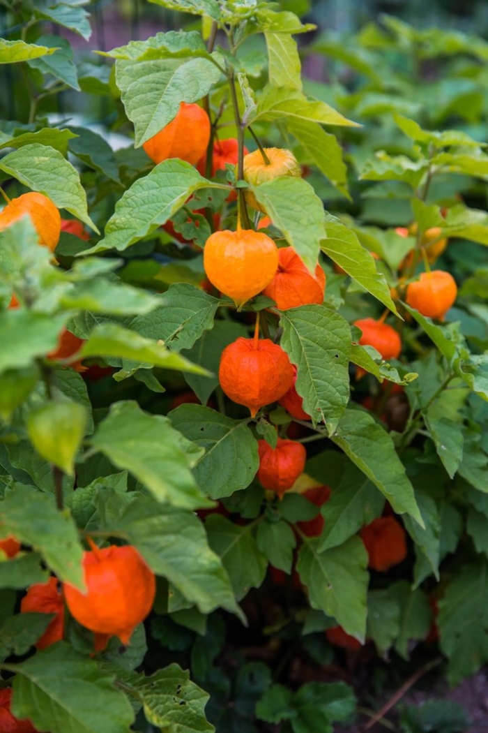 Земляничный физалис