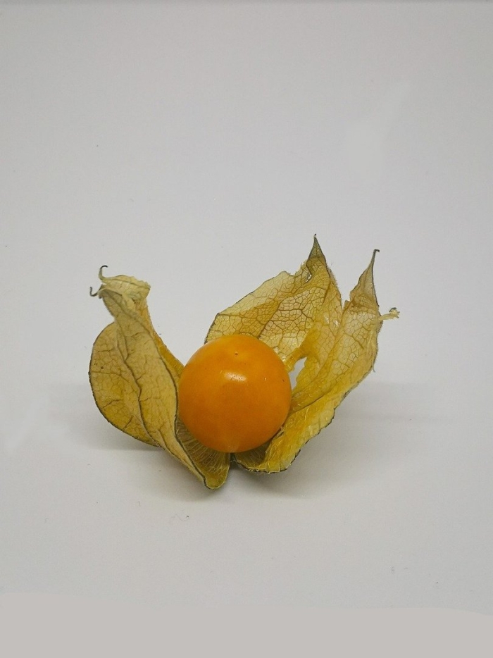 Физалис перуанский колумб