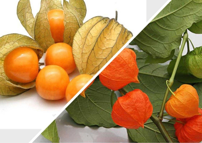 Физалис паслёновые