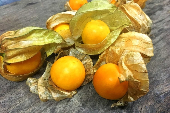 Физалис колумбия