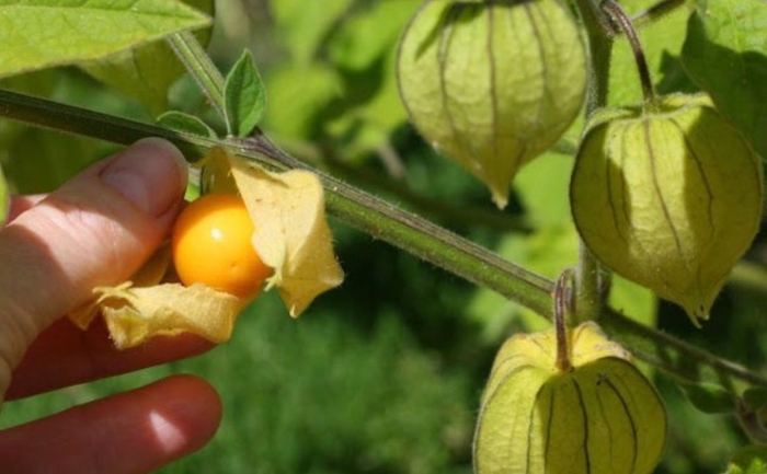 Physalis angulata
