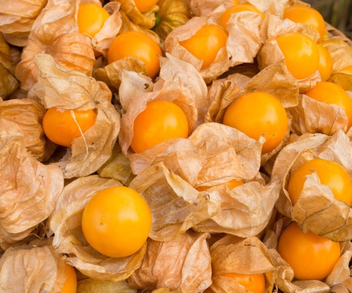 Физалис золотая россыпь земляничный