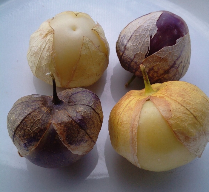 Физалис овощной