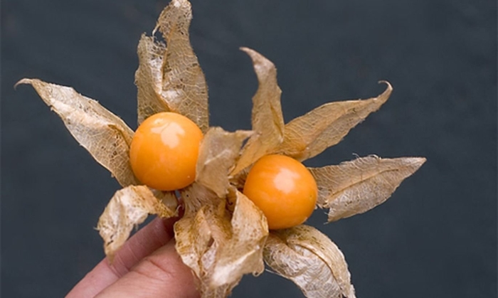 Физалис ананасный