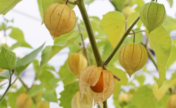 Физалис земляничный