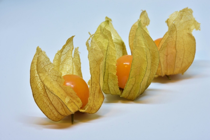 Physalis angulata