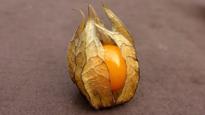 Физалис плод