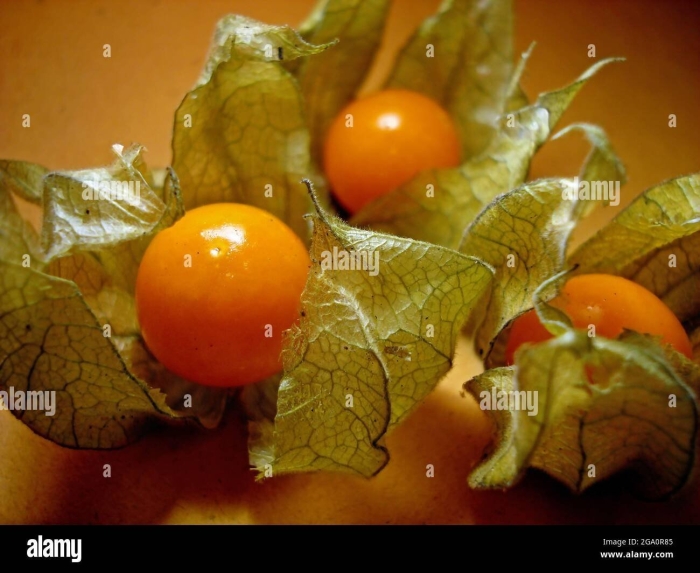 Физалис земляничный