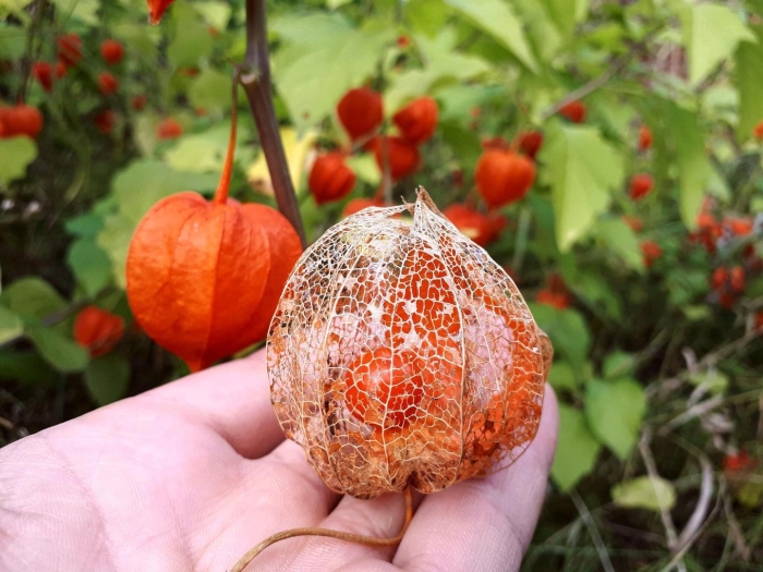 Physalis alkekengi