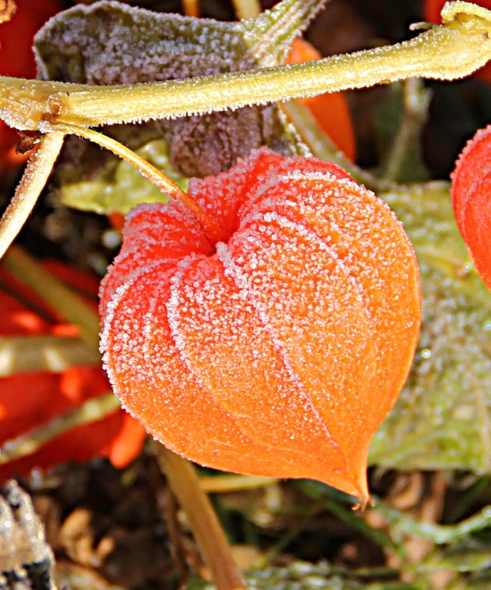 Физалис цветок