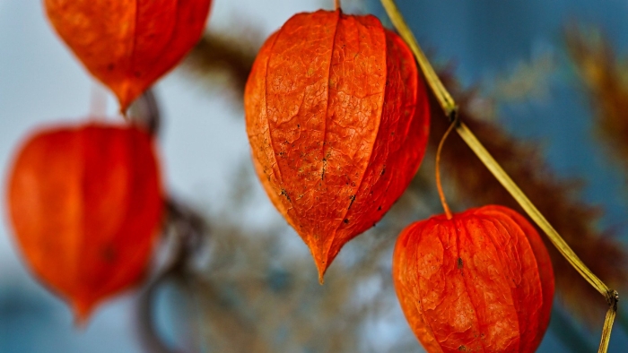 Физалис китайские фонарики аэлита