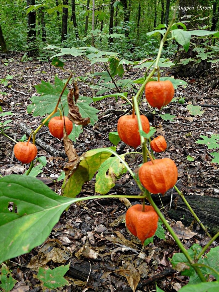 Физалис алькекенги