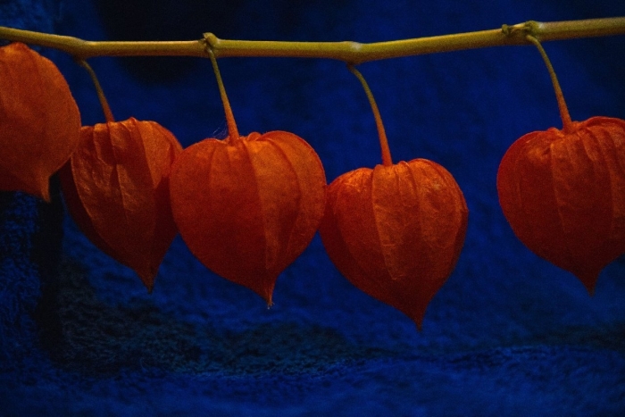 Физалис декоративный