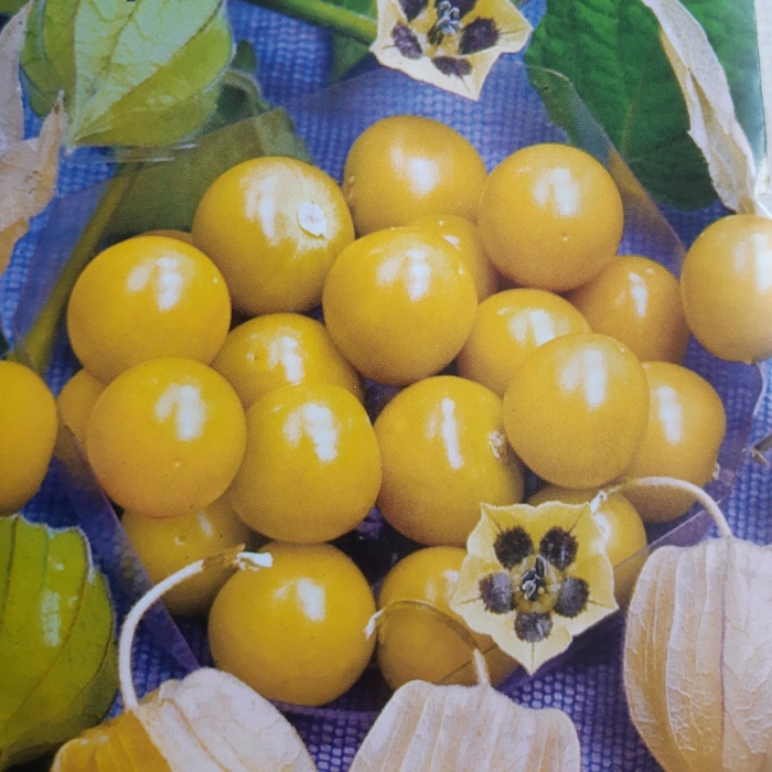 Физалис сорт золотая россыпь