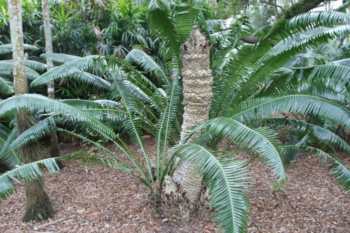 Dioon spinulosum