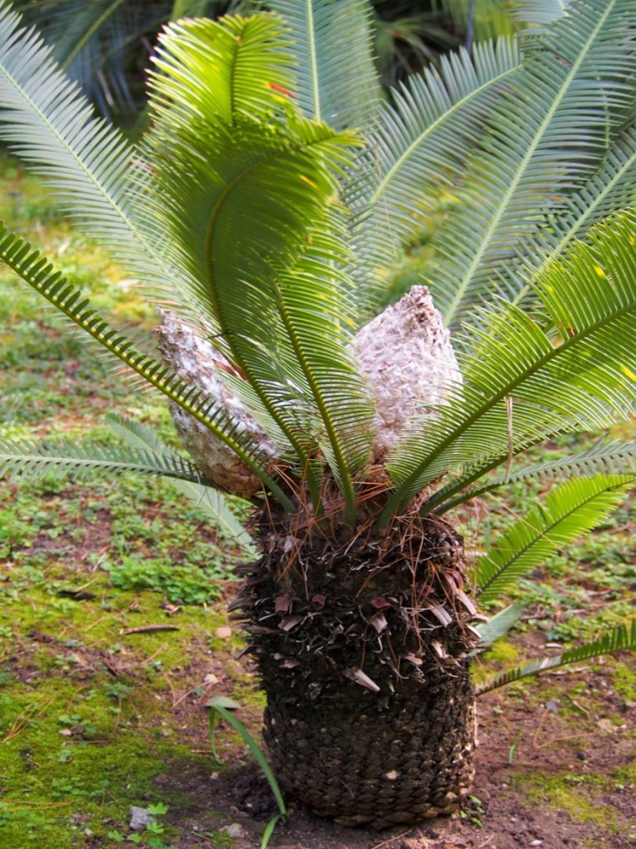 Dioon angustifolium