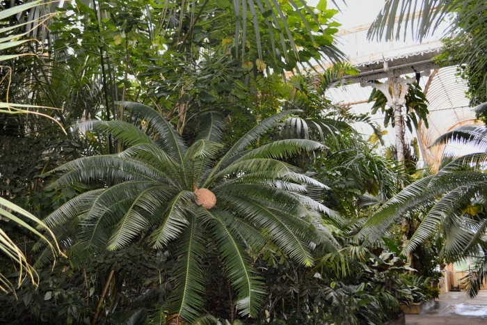 Botanischer garten