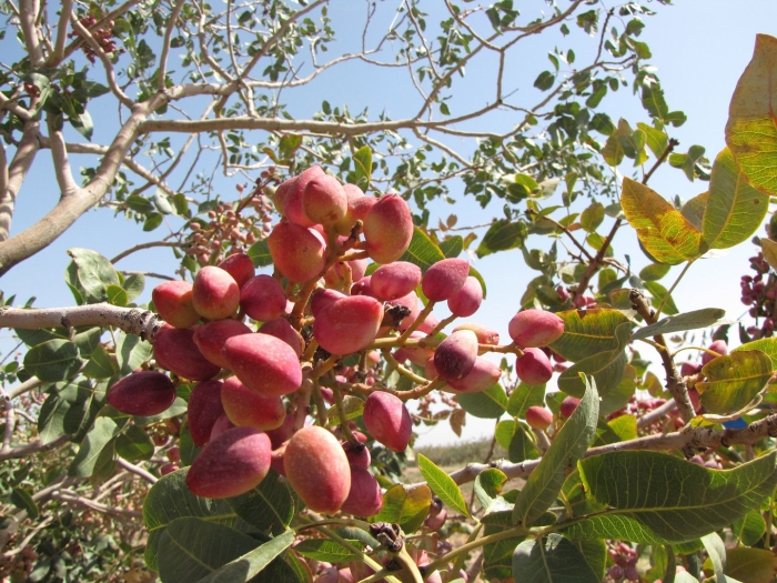 Фисташка плод