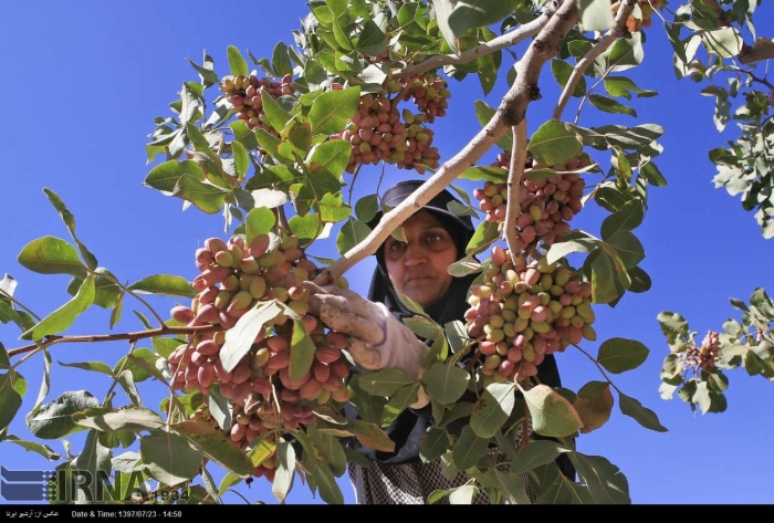 Фисташковое дерево ареал