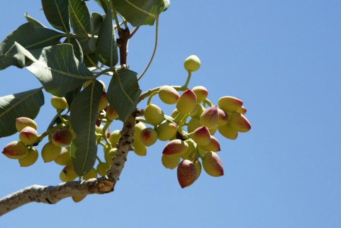 Фисташковое дерево в домашних условиях