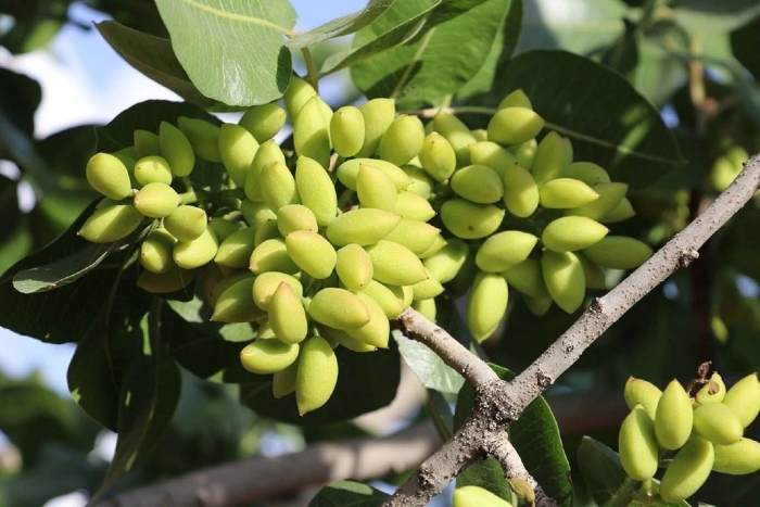 Фисташка туполистная цветение