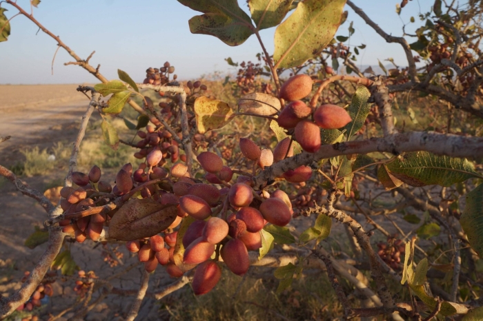 Фисташковое дерево крона