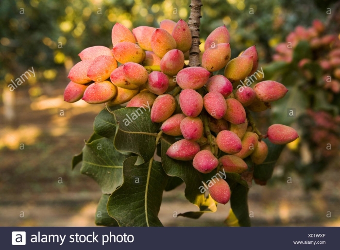 Фисташковое дерево ареал